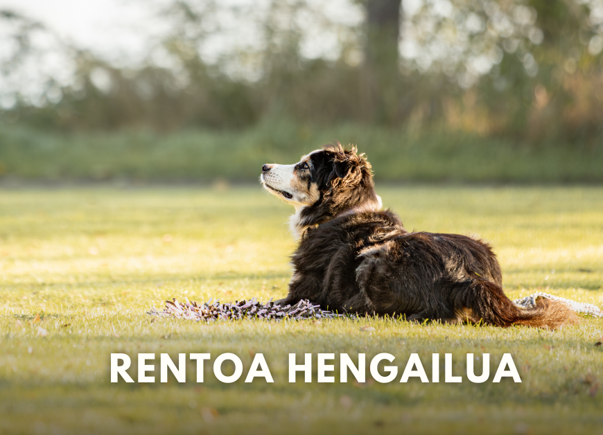 Rentoa hengailua treeni (Pe 16.1.2026 klo 18)