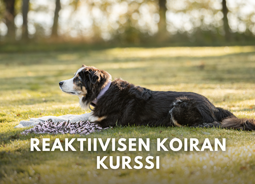 Reaktiivisen koiran kurssi 5x (Ma 21.9.-26.10.2026 klo 17.00)