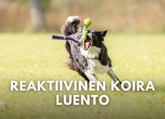 Reaktiivinen koira -luentotallenne