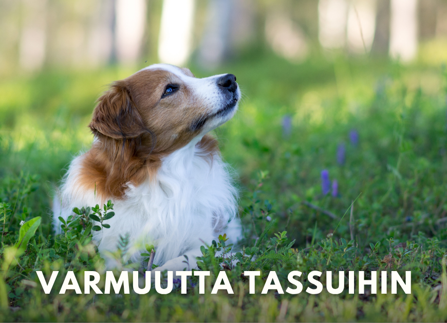 Varmuutta tassuihin irtotreeni (Pe 12.6.2026 klo 18)