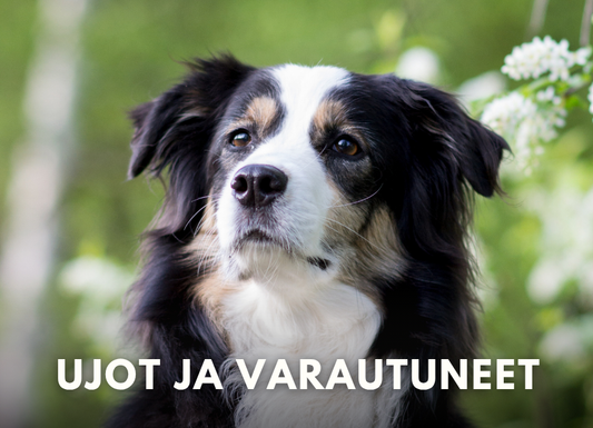 Ujot ja varautuneet - kurssi ihmisiä jännittäville koirille 4x (Ma 24.8.-19.10.2026 klo 19)
