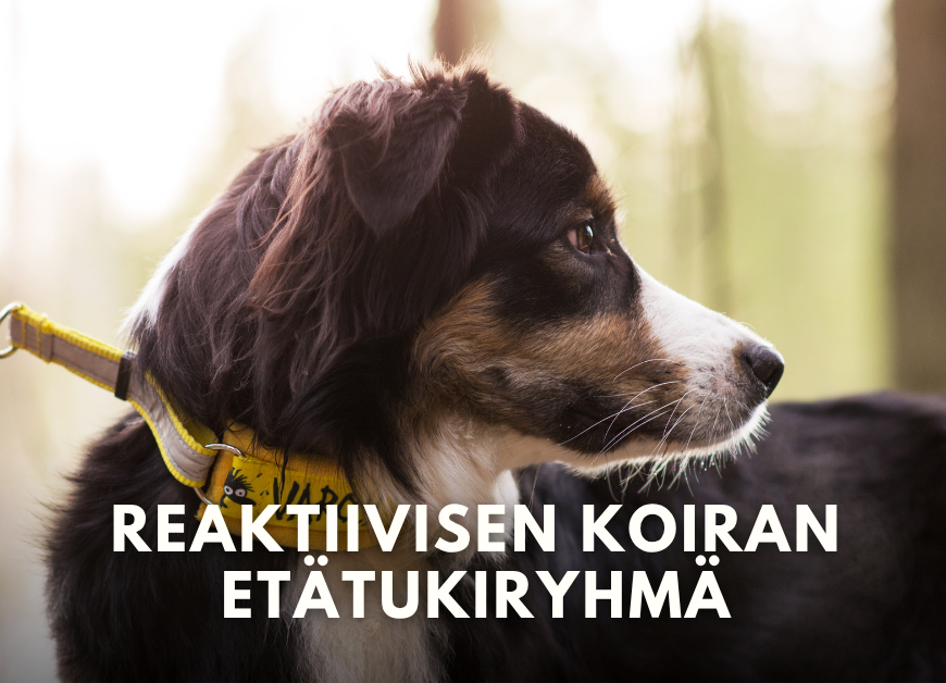 Reaktiivisen koiran etätukiryhmä syksy 2026