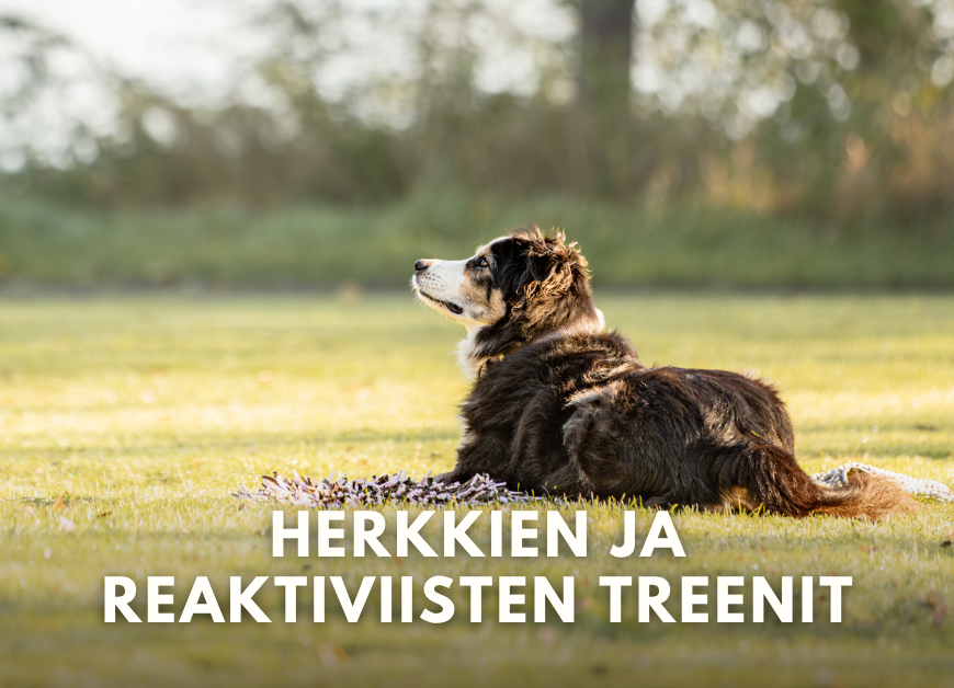 Herkkien ja reaktiivisten treenit (Ma 10.8.2026 klo 18)