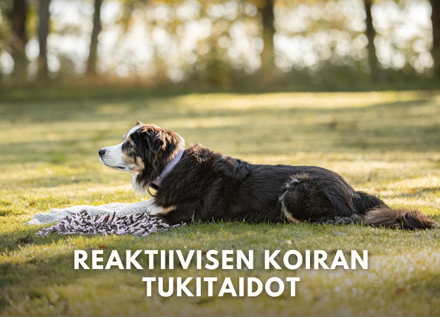 Reaktiivisen koiran tukitaidot 6x (Pe 20.2.-27.3.2026 klo 20.00)