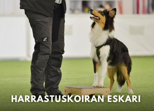 Harrastuskoiran eskari 6x (Pe 20.2.-27.3.2026 klo 18.00)