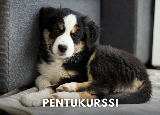 Pentukurssi 6x (Pe 9.1.-13.2.2026 klo 18.00)
