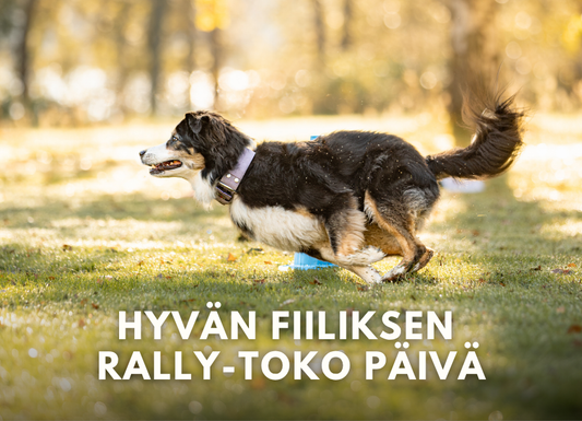Hyvän fiiliksen rally-toko päivä 31.10.2026