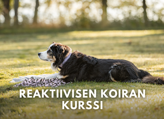 Reaktiivisen koiran kurssi 5x (Ma 21.9.-26.10.2026 klo 17.00)